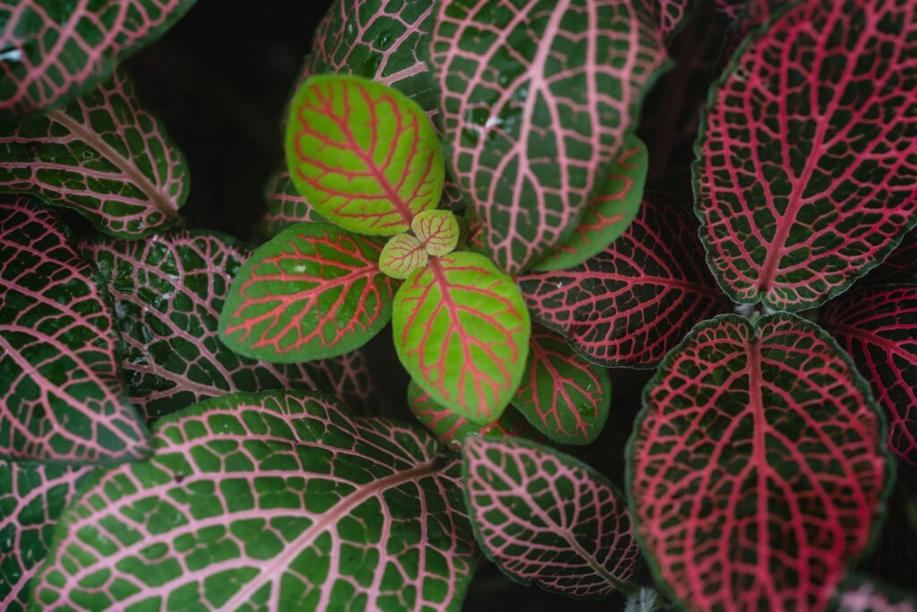 Close-up of vibrant Fittonia leaves showcasing green and red vein patterns.