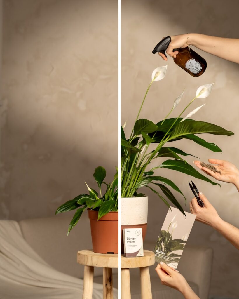 Hands misting and tending to a potted peace lily plant.